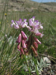 Polygala anatolica