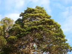 Alstonia muelleriana