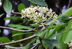 Alstonia muelleriana