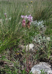 Polygala anatolica