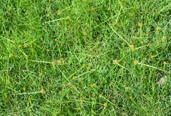 Cyperus erectus