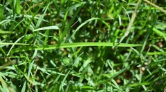 Cyperus erectus