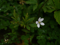 Eriocapitella rivularis