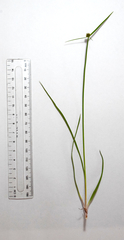 Cyperus erectus