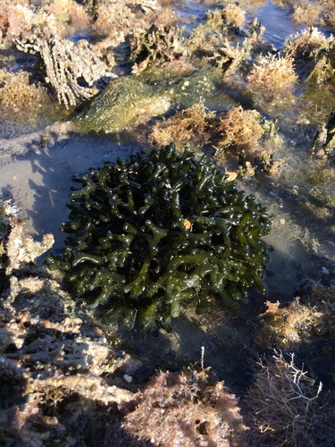 Codium taylorii observed 2022-01-03