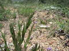 Polygala sosnowskyi