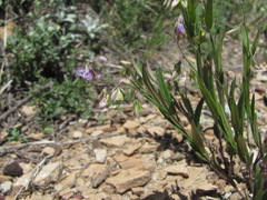 Polygala sosnowskyi