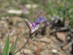 Polygala sosnowskyi