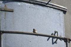 Ptyonoprogne rupestris