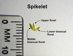 Cyperus erectus