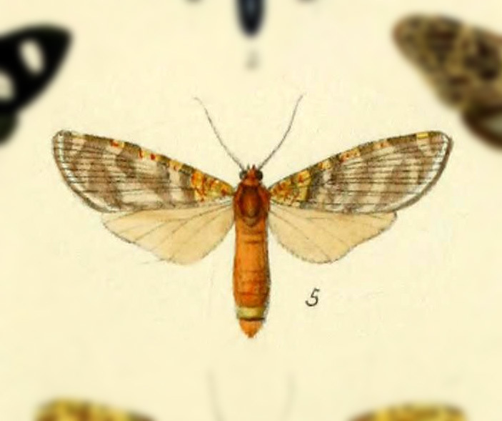 Neozatrephes telesilla