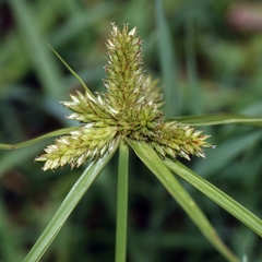 Cyperus aggregatus