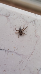 Thomisidae