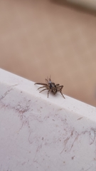 Thomisidae
