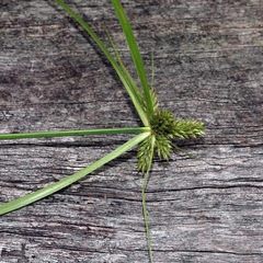 Cyperus aggregatus