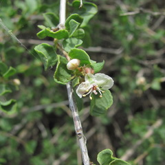 Atraphaxis replicata