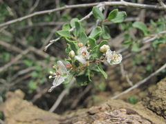 Atraphaxis replicata