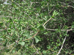Atraphaxis replicata
