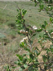 Atraphaxis replicata