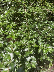 Gymnosporia harveyana