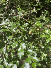 Gymnosporia harveyana