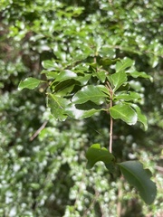 Gymnosporia harveyana