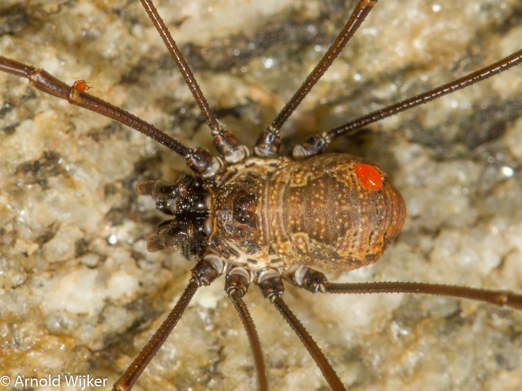 Dasylobus graniferus