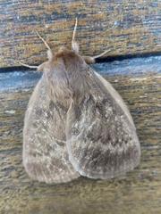 Phyllalia thunbergii