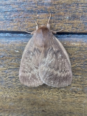 Phyllalia thunbergii