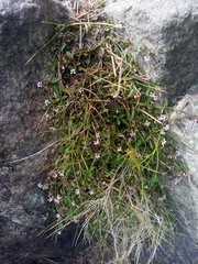 Lobelia eckloniana