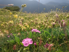 Anthyllis vulneraria alpestris