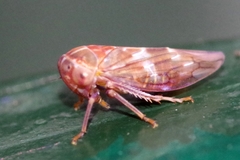 Tremulicerus fulgidus