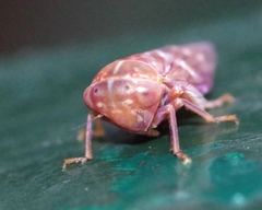 Tremulicerus fulgidus