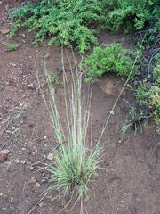 Diheteropogon filifolius