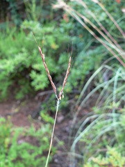 Diheteropogon filifolius