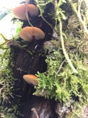 Flammulina filiformis