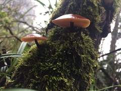 Flammulina filiformis