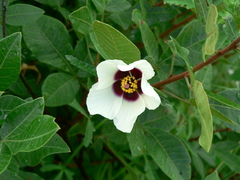 Hibiscus saxatilis
