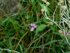 Nemesia caerulea