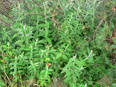 Buddleja salviifolia