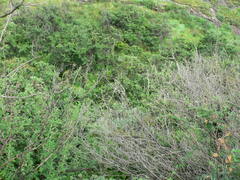Buddleja salviifolia