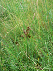 Cyperus rigidifolius