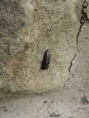 Acraea horta