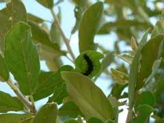 Acraea horta