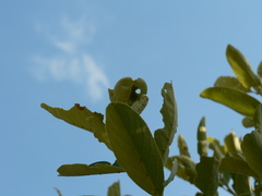 Acraea horta