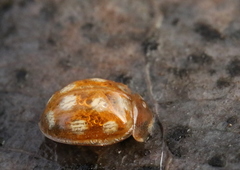 Calvia quindecimguttata