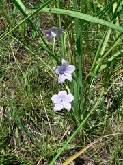 Wahlenbergia grandiflora