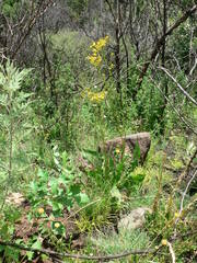 Senecio inornatus