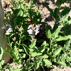 Pitraea cuneato-ovata