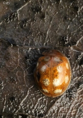 Calvia quindecimguttata